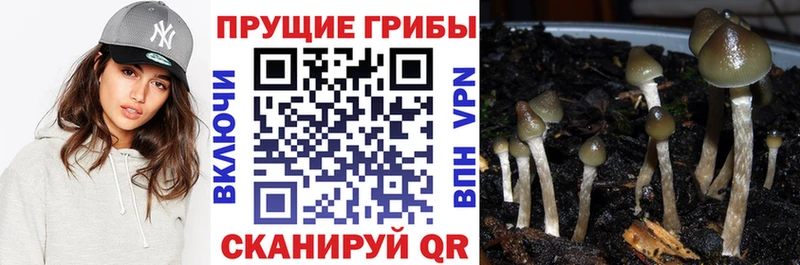 Галлюциногенные грибы Psilocybine cubensis даркнет сайт Волхов
